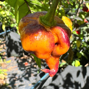 Pockmark Orange - Seeds - The Pepper Pantry (Formerly Marie Sharp's)